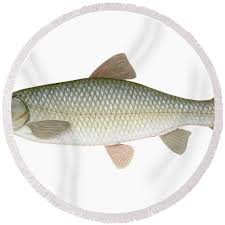 Image result for Ctenopharyngodon idella