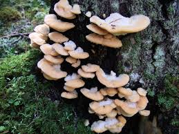 Attēlu rezultāti vaicājumam “Climacocystis borealis”