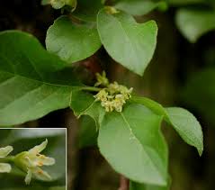 Attēlu rezultāti vaicājumam “Celastrus flagellaris”