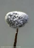 Attēlu rezultāti vaicājumam “Didymium bahiense”