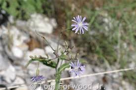 Attēlu rezultāti vaicājumam “Lactuca tatarica flower”