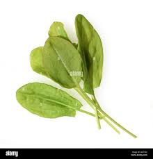 Image result for Sauerampfer