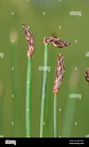 Attēlu rezultāti vaicājumam “Eleocharis uniglumis flower”