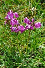 Attēlu rezultāti vaicājumam “Pedicularis sceptrum-carolinum leaf”