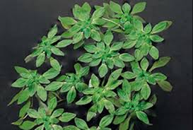 Attēlu rezultāti vaicājumam “Callitriche verna”