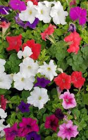 Image result for Petunia hybrida