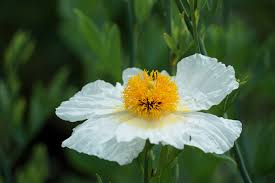 Attēlu rezultāti vaicājumam “Eschscholzia californica flower”