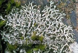 Attēlu rezultāti vaicājumam “Physcia tenella”