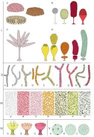 Attēlu rezultāti vaicājumam “Arcyria minuta stalked”