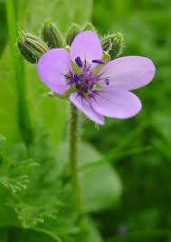 Attēlu rezultāti vaicājumam “Erodium cicutarium”