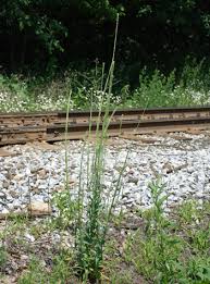 Attēlu rezultāti vaicājumam “Arabis glabra”