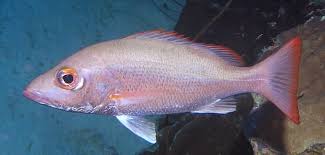 Image result for Lutjanus mahogoni