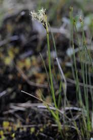 Attēlu rezultāti vaicājumam “Eriophorum gracile leaf”