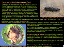 Attēlu rezultāti vaicājumam “Grapholita funebrana larva”