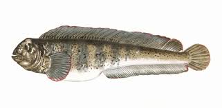 Image result for Anarhichas lupus