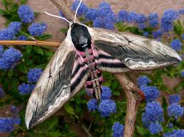 Attēlu rezultāti vaicājumam “Sphinx ligustri”