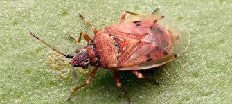 Attēlu rezultāti vaicājumam “Kleidocerys resedae”