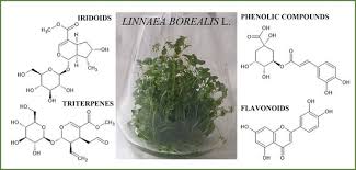 Attēlu rezultāti vaicājumam “Linnaea borealis fruit”