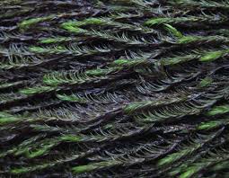 Attēlu rezultāti vaicājumam “Cinclidotus danubicus cells”