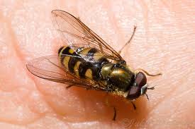 Attēlu rezultāti vaicājumam “Syrphus sp. imago”