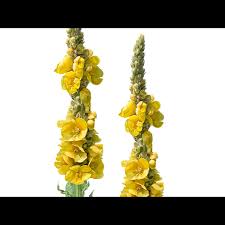 Image result for Verbascum densiflorum