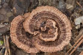 Attēlu rezultāti vaicājumam “Thelephora terrestris”