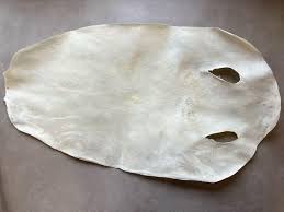 Image result for Megatrygon microps