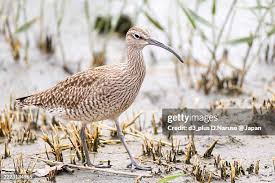 Attēlu rezultāti vaicājumam “Numenius phaeopus”