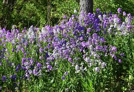 Attēlu rezultāti vaicājumam “Hesperis matronalis bud”