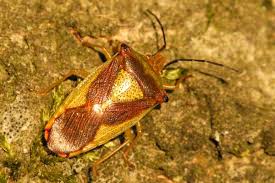 Attēlu rezultāti vaicājumam “Acanthosoma haemorrhoidale”