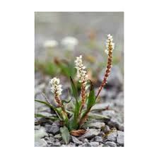 Attēlu rezultāti vaicājumam “Bistorta vivipara flower”