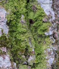 Attēlu rezultāti vaicājumam “Metzgeria furcata”