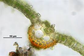 Attēlu rezultāti vaicājumam “Syntrichia latifolia”