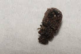 Attēlu rezultāti vaicājumam “Bolitophagus reticulatus larva”