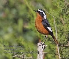 Image result for Phoenicurus moussieri