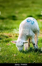 Attēlu rezultāti vaicājumam “Ovis aries juvenile”