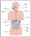 Digestive System - Biology Encyclopedia - body, function, human ...