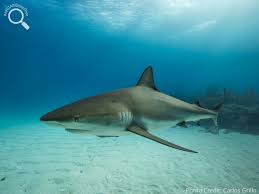 Image result for Carcharhinus perezii