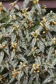 Attēlu rezultāti vaicājumam “Lamiastrum galeobdolon leaf”