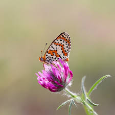 Attēlu rezultāti vaicājumam “Coenonympha arcania underside”