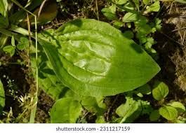 Attēlu rezultāti vaicājumam “Plantago media leaf”