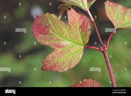 Attēlu rezultāti vaicājumam “Viburnum opulus leaf”