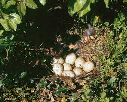 Attēlu rezultāti vaicājumam “Bonasa bonasia eggs”