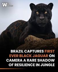 Image result for Brazilia 1980 Jaguar