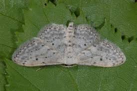 Attēlu rezultāti vaicājumam “Idaea seriata”
