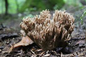 Attēlu rezultāti vaicājumam “Arcyria globosa young”