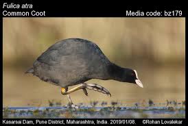 Attēlu rezultāti vaicājumam “Fulica atra”