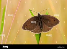 Attēlu rezultāti vaicājumam “Maniola jurtina”