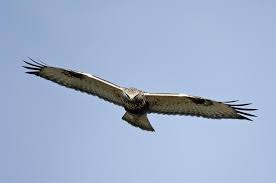 Attēlu rezultāti vaicājumam “Buteo lagopus”