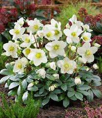 Image result for Christrose